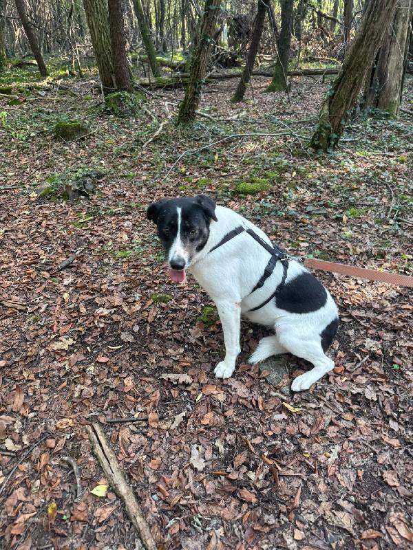 Cookie, una meticcia tenerissima Foto 5